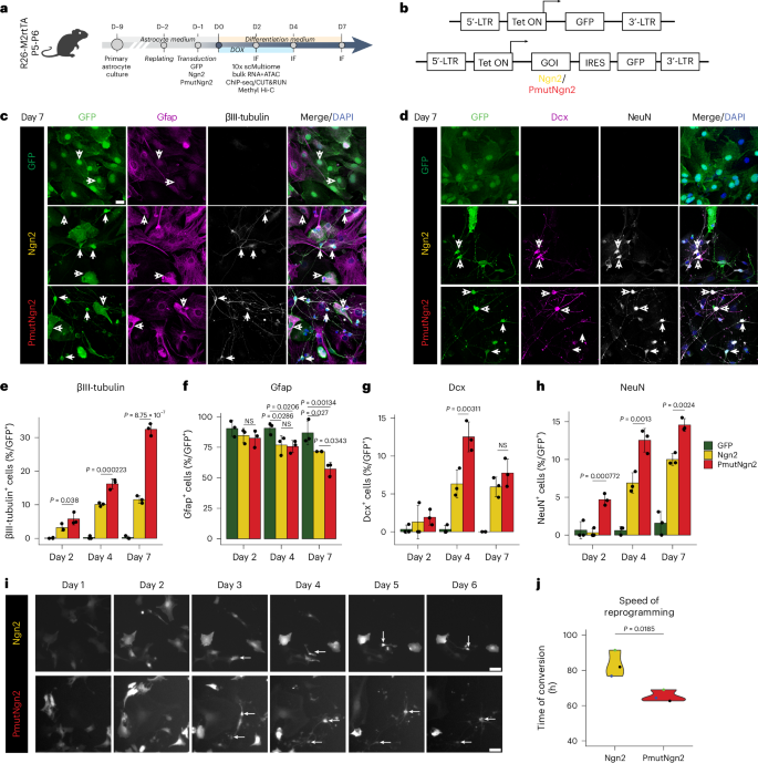 神経細胞の再生に重要なメカニズムを特定(Key mechanisms identified for regeneration of neurons)