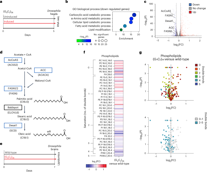 Neuronal polyunsaturated fatty acids are protective in ALS/FTD