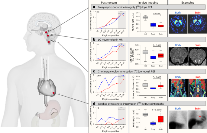 Fig. 7: Comparison to multimodal imaging data.
