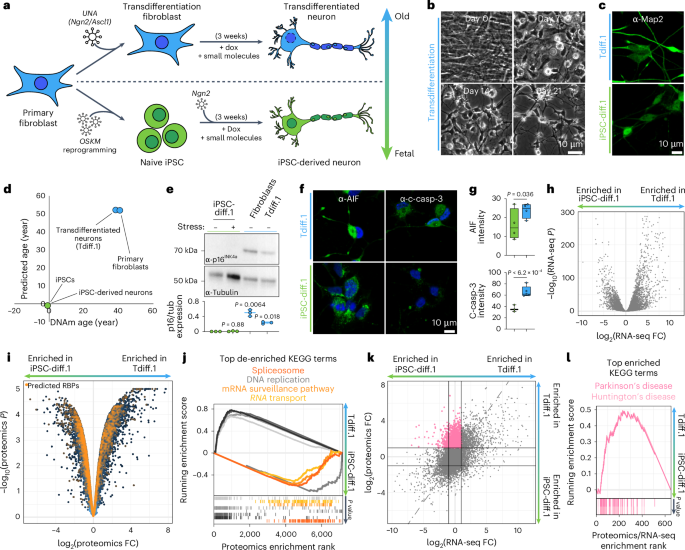 Fig. 1: Aging leads to depletion of RBPs.
