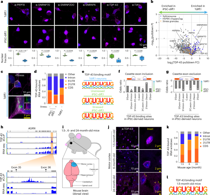 Fig. 2: Splicing is dysregulated in aged neurons due to mislocalization of spliceosome components.