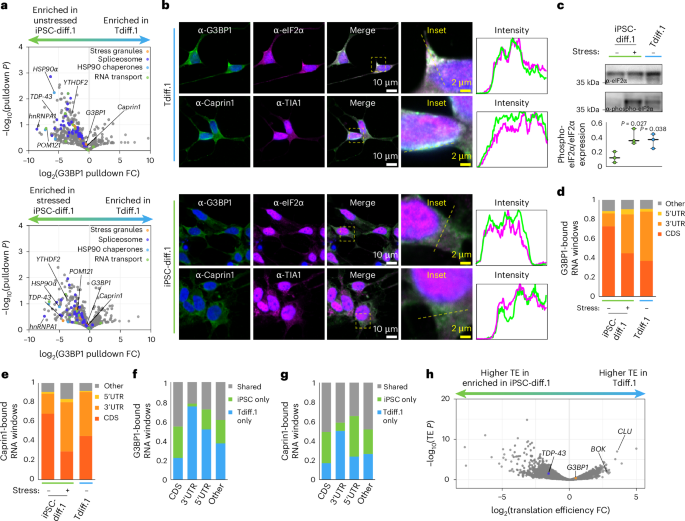 Fig. 3: Aged neurons have chronic stress granules that repress translation.