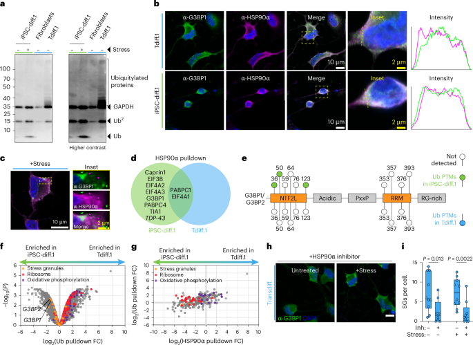 Fig. 4: HSP90 activity antagonizes stress granule resolution in aged neurons.