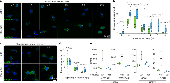 Fig. 5: Transdifferentiated neurons fail to resolve stress granules after acute stress treatment.