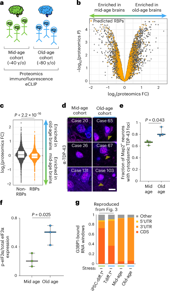 Fig. 6: RNA biology is dysregulated in the aging human brain.