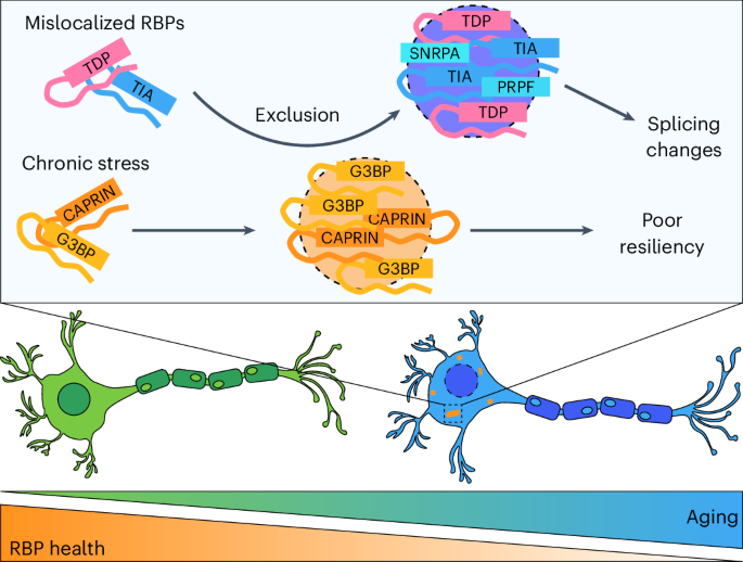 Fig. 7: Schematic representation of dysregulated RNA biology in aging neurons.