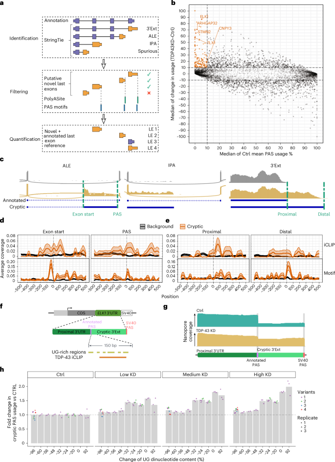 Fig. 1: TDP-43 depletion induces cryptic APA in a compendium of in vitro TDP-43 datasets.