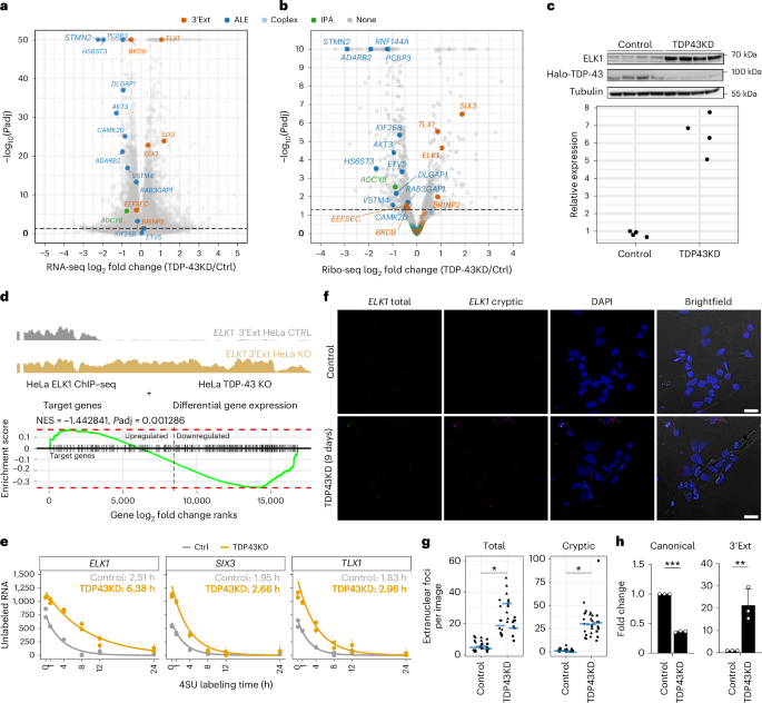 Fig. 3: Cryptic 3’ UTR extensions in transcription factor RNAs lead to increased RNA and protein levels by increased RNA stability and cytoplasmic RNA levels.