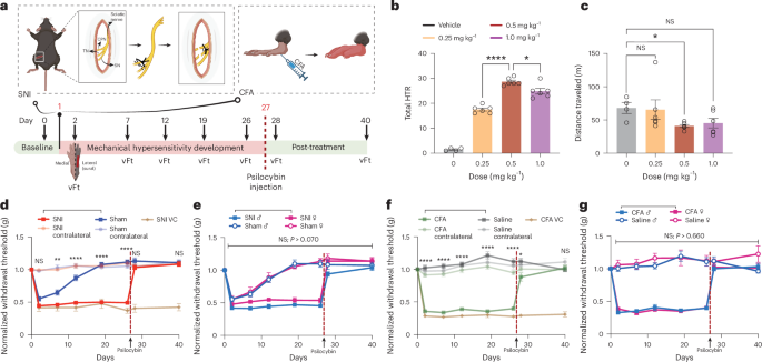 Fig. 1: A single dose of psilocybin induces rapid and durable reversal of mechanical hypersensitivity in SNI and CFA mice.