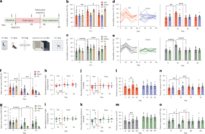 Fig. 2: Psilocybin reverses anxiodepressive-like behaviors associated with SNI and CFA pain models.