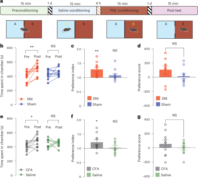 Fig. 3: Psilocybin promotes preference for the treatment chamber in the CPP test.