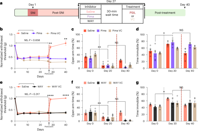 Fig. 6: Activation of both 5-HT1A and 5-HT2A receptors is necessary for psilocybin’s reversal of SNI-induced mechanical hypersensitivity and anxiodepressive-like behaviors.
