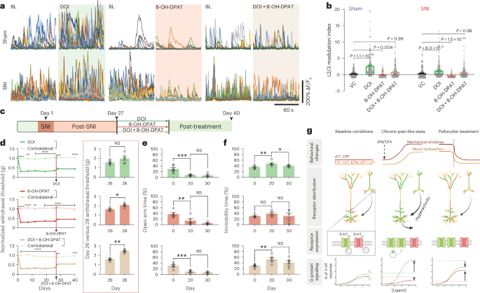 Fig. 7: Partial reduction of mechanical hypersensitivity by pharmacologically induced full agonism of 5-HT2A and 5-HT1A receptors.