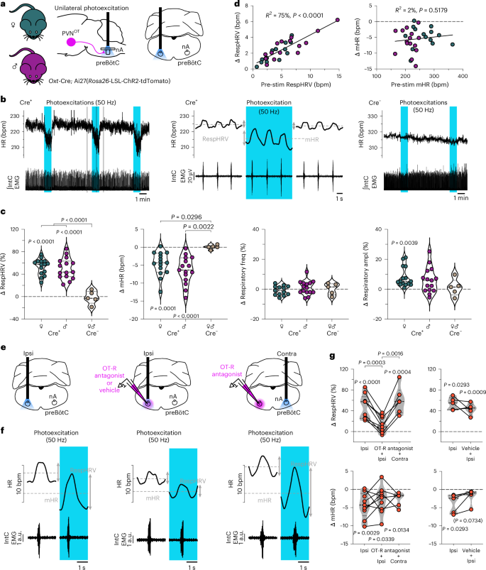 Fig. 2: PVNOT fibers can amplify RespHRV by releasing OT in the preBötC/nA in adult anesthetized mice.