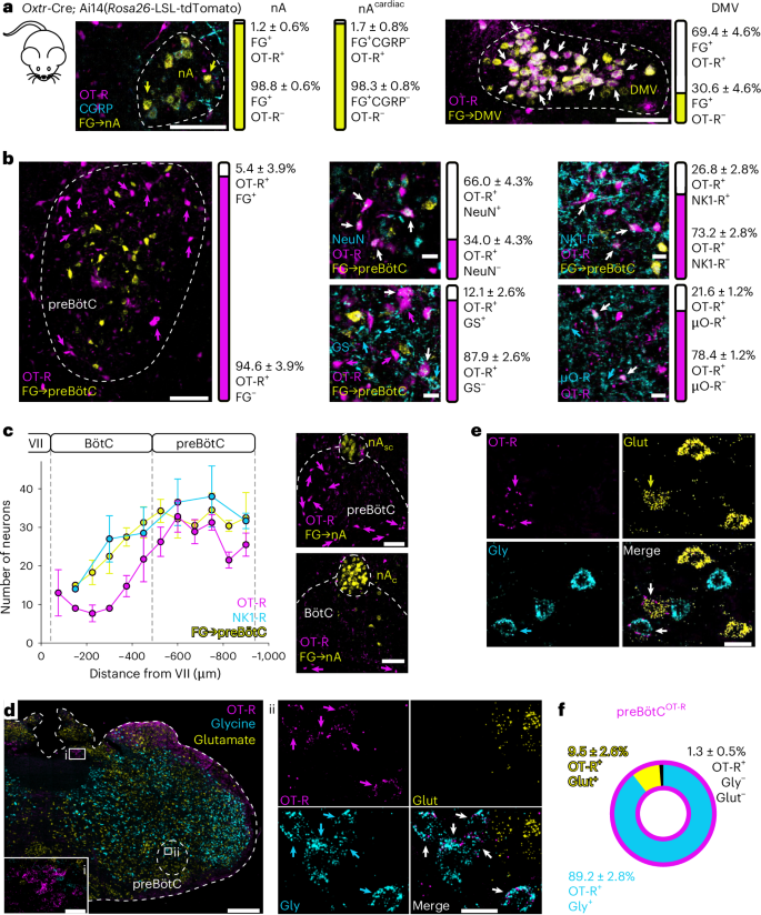 Fig. 3: Anatomical and neurochemical characterization of OT-R+ cells in the preBötC/nA.