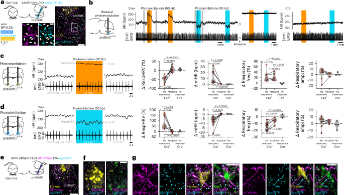 Fig. 4: PreBötCOT-R neurons control RespHRV amplitude and project onto nAcardiac neurons.