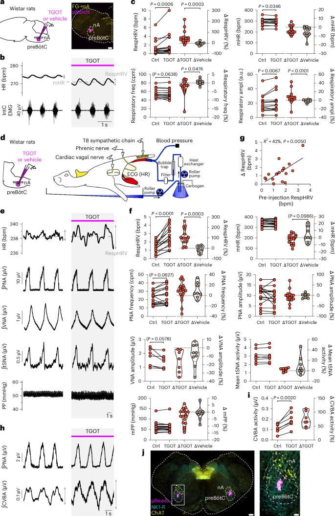 Fig. 6: TGOT injection in the preBötC induces RespHRV amplification owing to amplified respiratory modulation of cardiac parasympathetic activity in adult anesthetized rats and in in situ WHBP of juvenile rats.