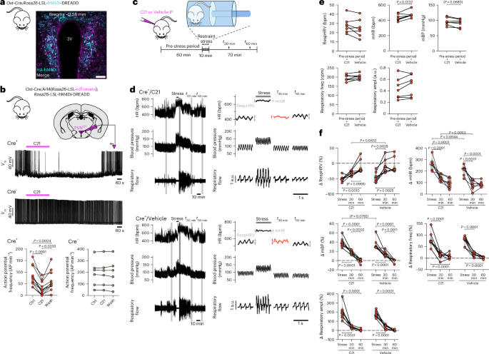 Fig. 7: Chemogenetic inhibition of all OT neurons slows down the recovery of RespHRV amplification following a restraint stress test.