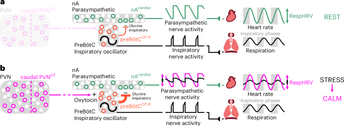 Fig. 8: Schematic model of the preBötCOT-R→nAcardiac neuronal circuit that controls RespHRV at rest and its modulation by PVNOT neurons for RespHRV amplification during a calming behavior.
