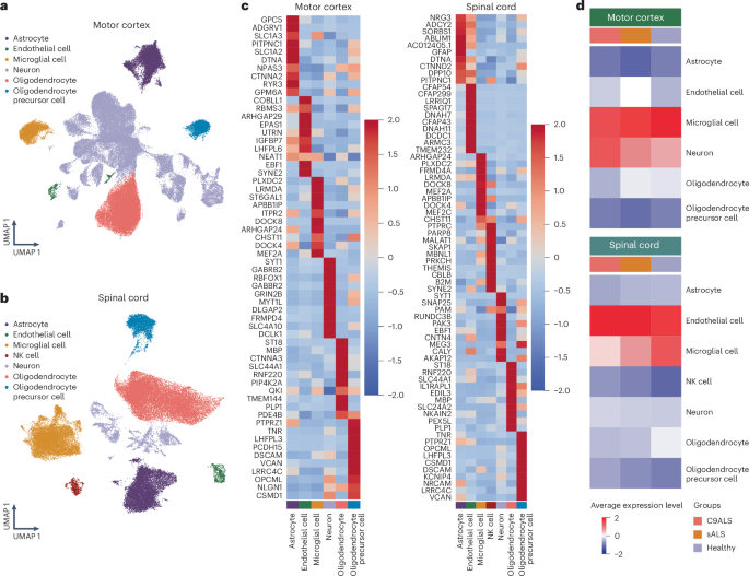 Fig. 1: snRNA-seq of human postmortem motor cortex and spinal cord of patients with ALS.