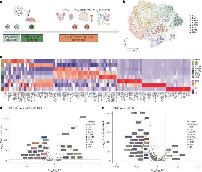 Fig. 3: The C9orf72 HRE alters microglia in an HBCX model.