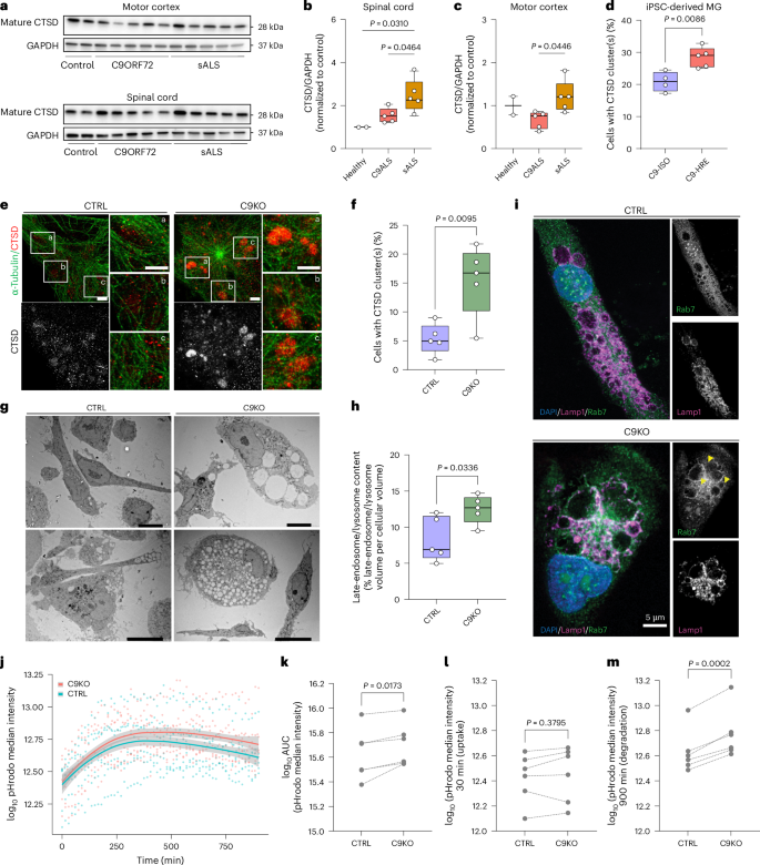 Fig. 4: C9orf72 deficiency alters lysosomal fitness in iPSC-derived microglia.