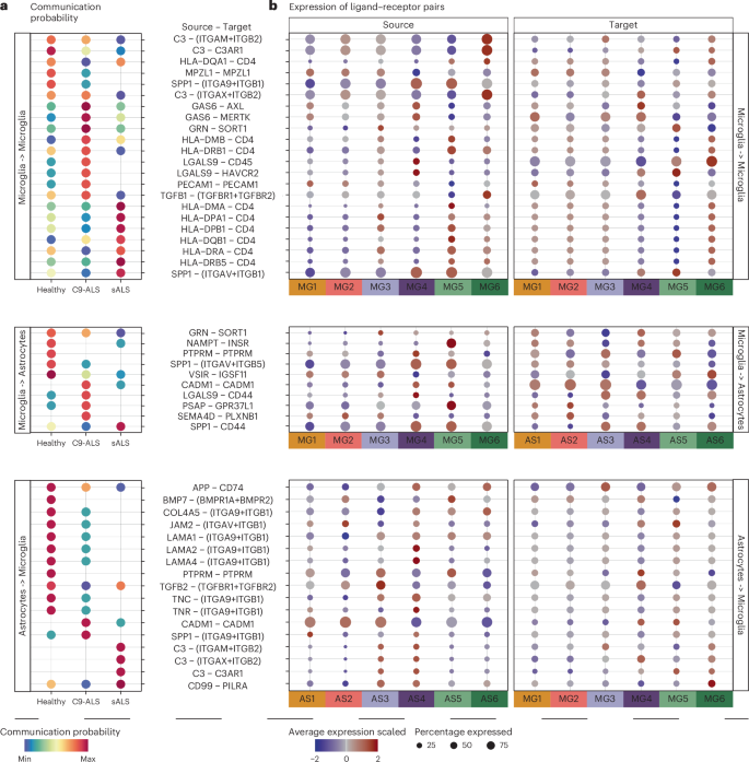 Fig. 6: Map of microglia−microglia and microglia−astrocyte communication is predicted to be altered in the spinal cord of patients with ALS.