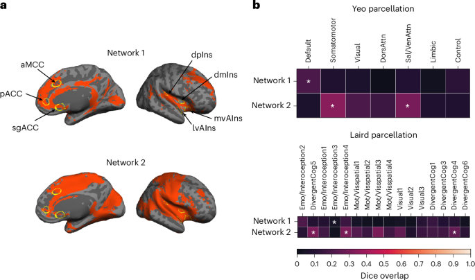 Fig. 3: The two large-scale intrinsic networks composing the cortical allostatic–interoceptive system correspond to the default mode network and salience/somatomotor networks.