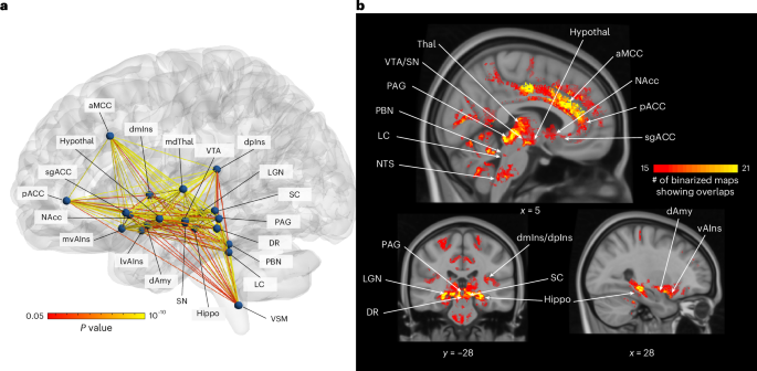 Fig. 7: Summary of the allostatic–interoceptive system based on 7 Tesla fMRI functional connectivity.