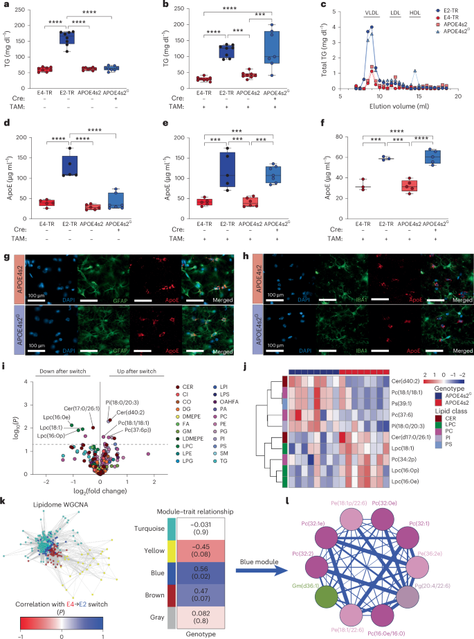Fig. 2: Whole-body APOE switching results in an ‘E2-like’ peripheral and cerebral metabolic profile.