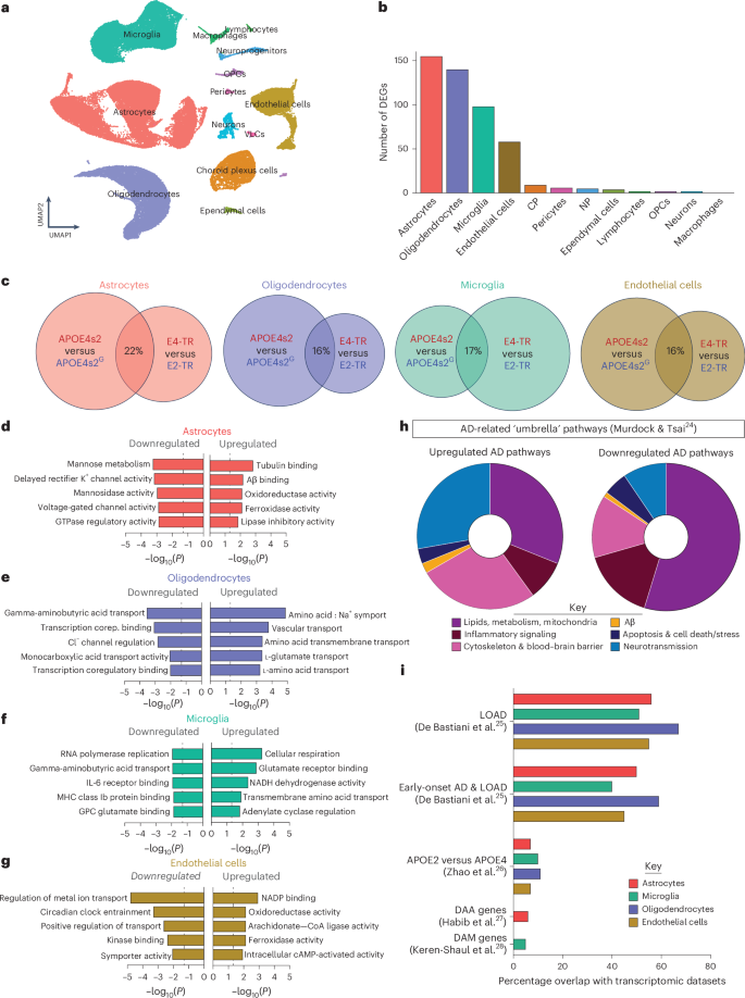 Fig. 3: Full-body APOE allele switching drives AD-relevant transcriptomic changes in multiple CNS cell types.