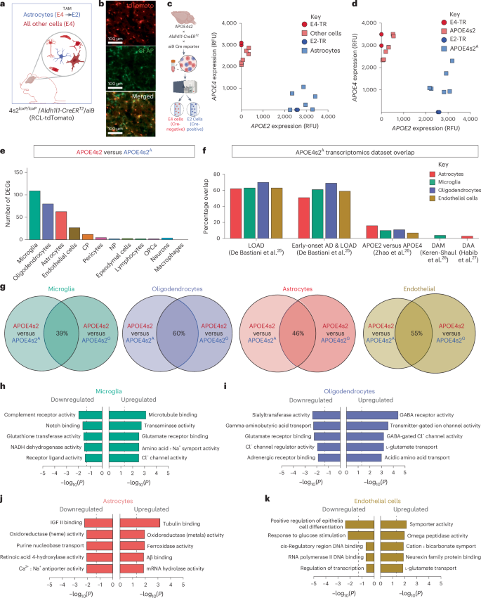 Fig. 4: An astrocyte-specific APOE4 to APOE2 switch also drives AD-relevant transcriptomic changes.