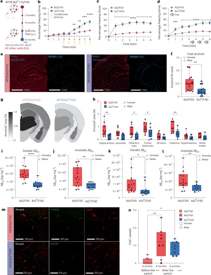 Fig. 5: Astrocyte-specific APOE switching improves associative memory and decreases plaque load in a model of AD.