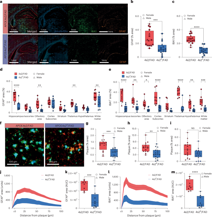 Fig. 6: Replacement of astrocyte E4 with E2 reduces plaque-associated gliosis.
