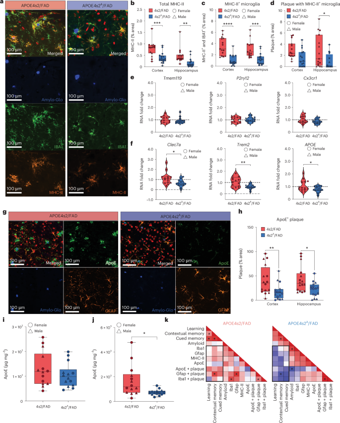 Fig. 7: Reactive microglial subpopulations and plaque-associated ApoE decrease after an astrocytic switch to APOE2.