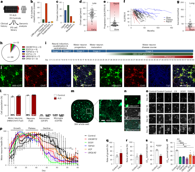 Fig. 1: ALS iPS cell library generation and longitudinal live-cell phenotyping of motor neurons.