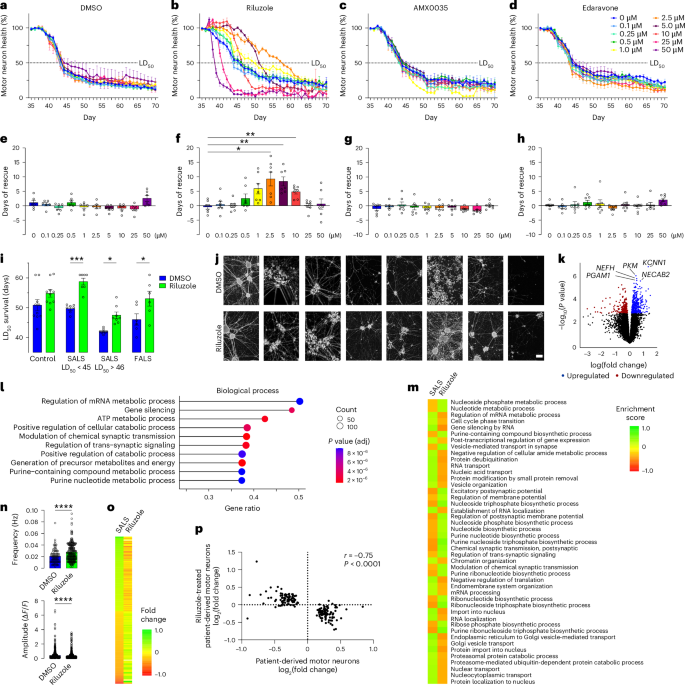 Fig. 3: Pharmacological rescue of motor neuron health in patient-derived motor neurons.