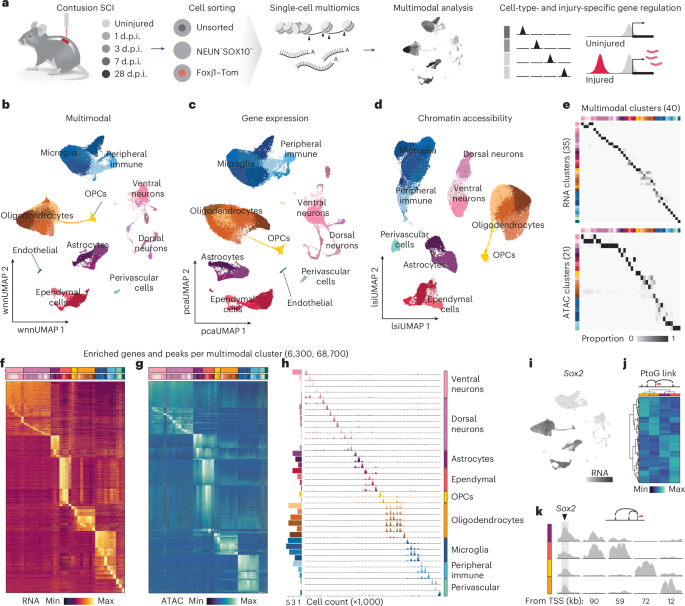 Fig. 1: A glia-enriched multimodal cell census of the injured spinal cord.