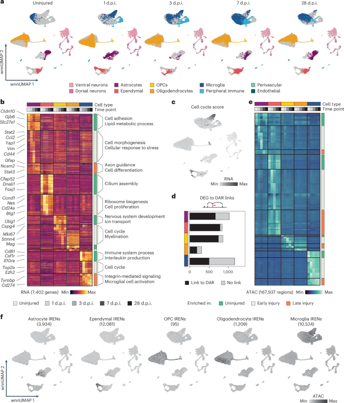 Fig. 3: Identification of glial cell-type-specific IRENs.