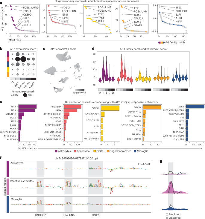 Fig. 4: Architecture of cell-type-specific IRENs.