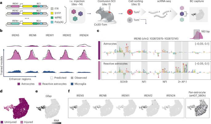 Fig. 5: In vivo enhancer AAV screening identifies reactive astrocyte-targeting IRENs.