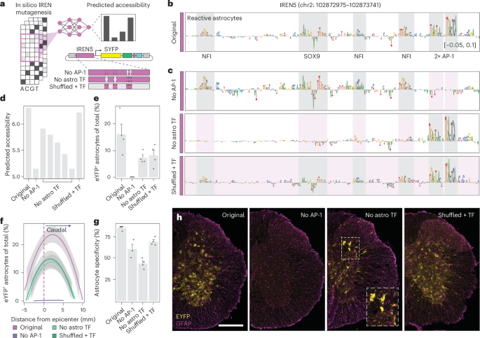 Fig. 7: Sequence determinants of IREN5 specificity.