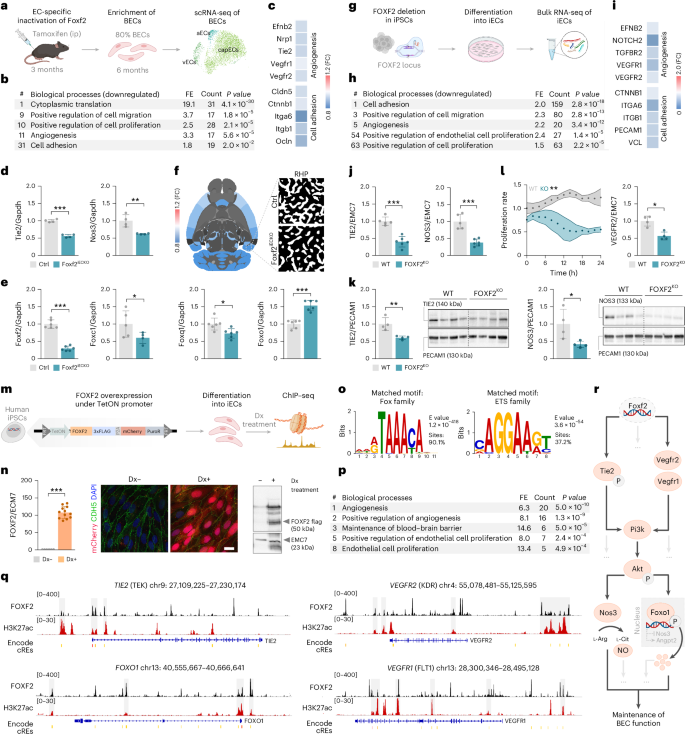 Fig. 1: FOXF2 acts as a transcriptional activator of cell-adhesion-related and angiogenesis-related genes including TIE2.