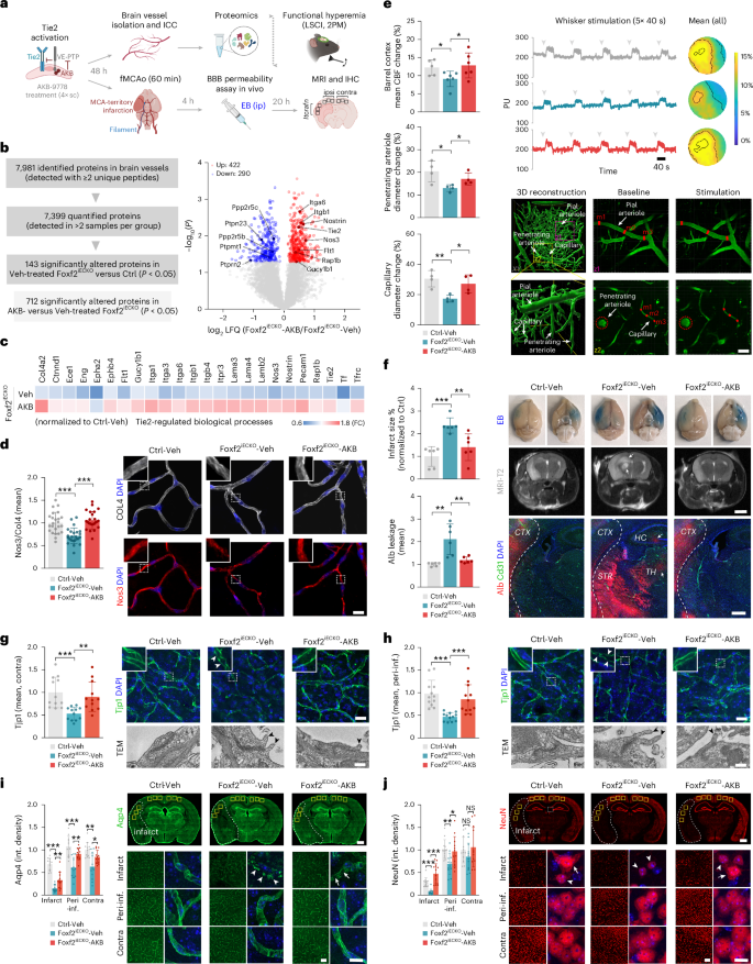 Fig. 3: Endothelial Foxf2 facilitates functional hyperemia and limits infarct size in adult mice via Tie2 signaling.