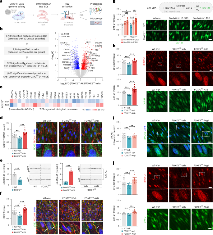 Fig. 4: AKB-9778 restores TIE2 signaling and NO production in human ECs lacking FOXF2.