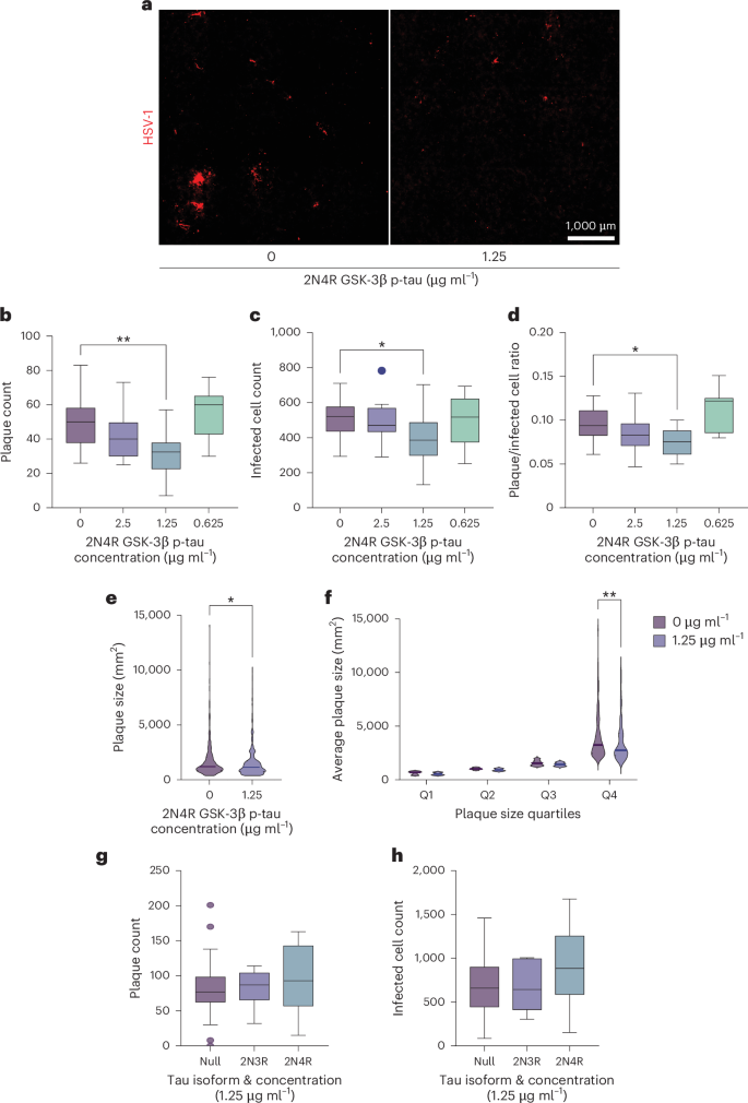 Fig. 1: Phosphorylation of tau is key to inhibiting HSV-1 infection and viral plaque formation in 2D human neuronal cell culture.