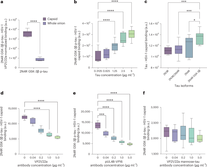 Fig. 2: Tau binding to HSV-1 viral capsid proteins is potentiated by microtubule-binding repeats and phosphorylation.