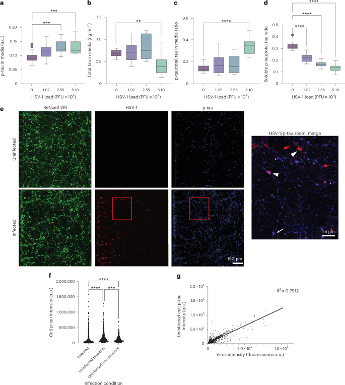 Fig. 5: HSV-1 promotes the release of p-tau from infected neurons and the accumulation of p-tau in uninfected neurons adjacent to infection.