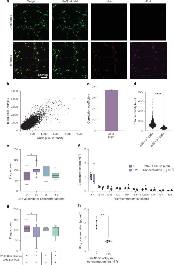 Fig. 6: Exogenous p-tau induces phosphorylation for essential antiviral activity.