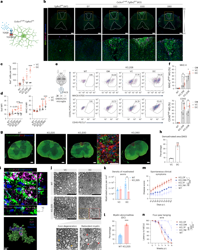 Fig. 3: Impairment of TGFβ signaling in microglia results in their activation and subsequent demyelination in the DC.